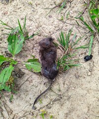 dead and mouse in the forest top view