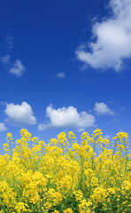 菜の花と空