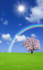 Obraz na płótnie Canvas 草原の桜の木と雲と虹