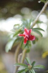 Desert flower