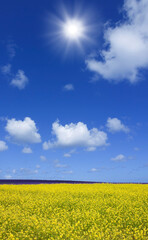菜の花畑と太陽