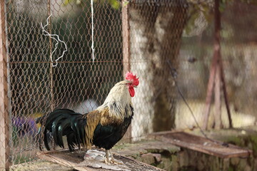 Castilla y León. León. Valdepiélago. El arte de la pesca con plumas de LEÓN. 