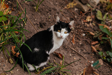 black cat on grass