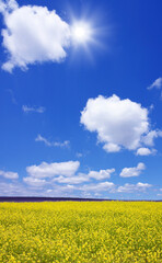 菜の花畑と太陽