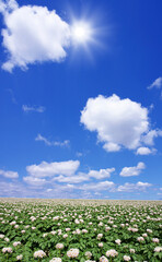 じゃがいも畑と太陽