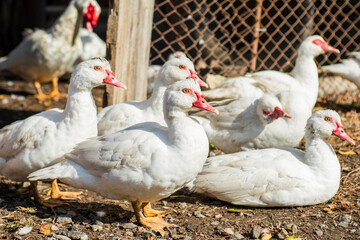 Group of healthy white ducks in a farm for domestic agriculture concept. Group of cute white ducks
