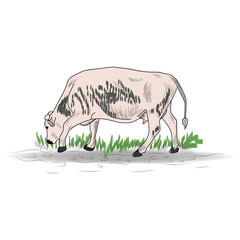 Cow, Hand drawn in a graphic style. Vintage engraving illustration for poster, web