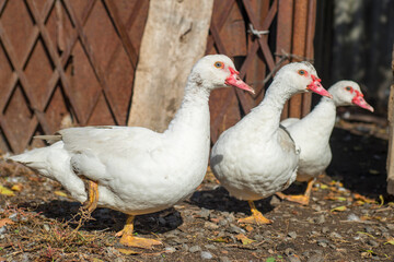 Group of healthy white ducks in a farm for domestic agriculture concept. Group of cute white ducks