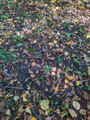 Colorful background of fallen autumn leaves in forest