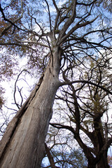 Old tree in the park
