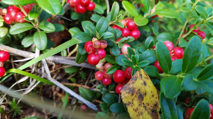 Ripe juicy cranberries from the forest