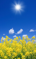 Obraz premium 菜の花と太陽