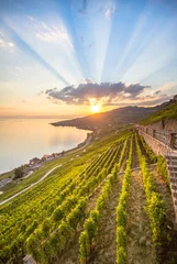 Papier peint photo autocollant rond Vignoble Vineyards in Lavaux region, Switzerland