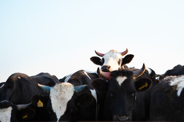 Herd of cattle. The head of one of the bulls is higher than the others. 