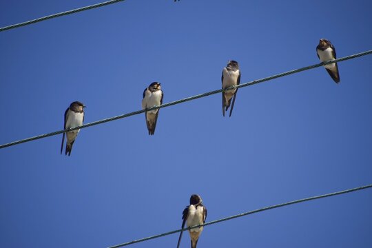 Hirondelles
