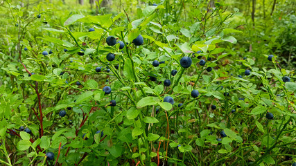 Freshly picked blueberries. Juicy and fresh blueberries with green leaves. Blueberry antioxidant. Healthy food and nutrition concept