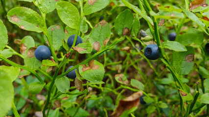 Freshly picked blueberries. Juicy and fresh blueberries with green leaves. Blueberry antioxidant. Healthy food and nutrition concept