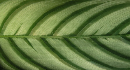 Variegated green leaf background