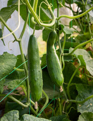 Cucumbers growing indoors.