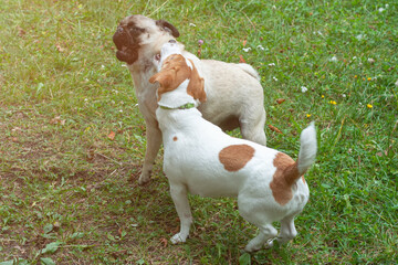 Cute jack russell terrier dog and funny pug dog playing in the park, dog friendship