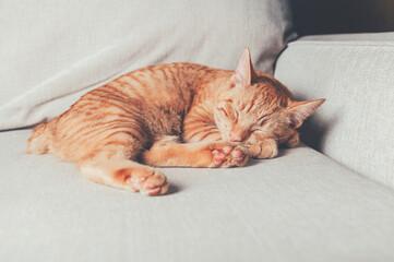 Cute little ginger cat sleeps on the sofa, manx cat with tiny tail