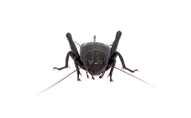 Mediterranean field cricket isolated on white background, Gryllus bimaculatus