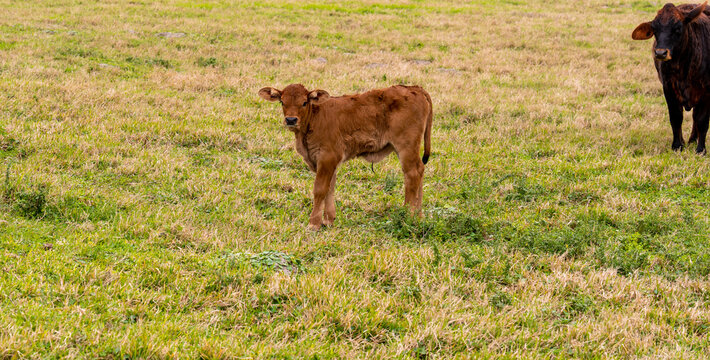 Very young calf, with visible umbilicus, and watchful mother cow in pasture. Beef cattle livestock.