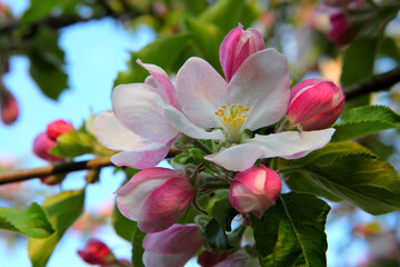 Fototapeta na wymiar Apfelbaumblüte, Holsteiner Cox.