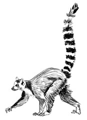 Sketch Lemur, madagascar. Hand drawn pencil illustration © Sasha Al