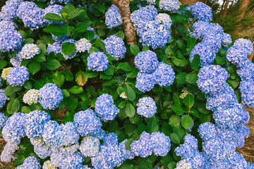 Hydrangea wall in New Zealand