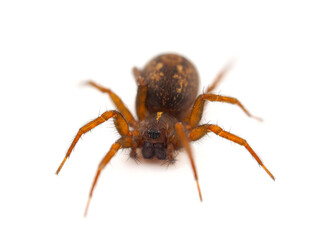 Mediterranean funnel weavers spider isolated on white background, Lycosoides coarctata