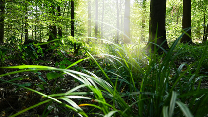 Green enviromental forest with fern and grass in the morning sun - nature.