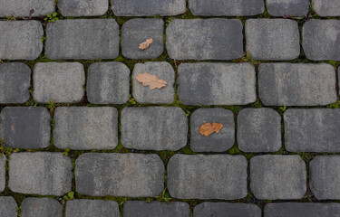 Fallen leaves with water drops on the sidewalk,top view. Blocks of the sidewalk pattern, details of the stone-lined path