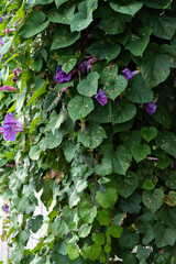 Tropical vines with purple flowers