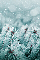 Cristmas background with pine tree branches .