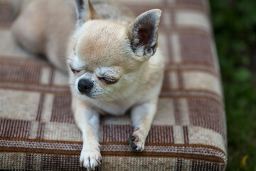 A chihuahua dog sleeps on a checkered pillow.