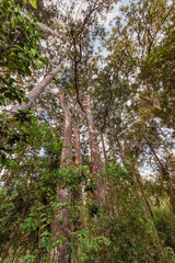 Tall Kauri Trees in Waipoua Forest