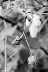 Levant Cotton in Guatemala, central america. Gossypiumherbaceum.