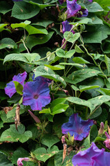 Tropical vines with purple flowers