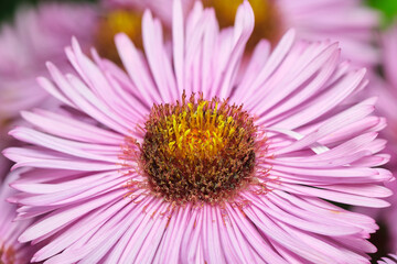Fototapeta premium The flower of pink chrysanthemum. Close-up.