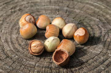 Ripe raw hazelnuts closeup on wooden cut surface background