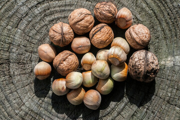 Ripe raw hazelnuts and walnuts closeup on wooden cut surface background
