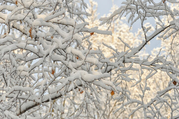Snow-covered branches of the birch trees.