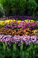 Chrysanthemum flowers background.