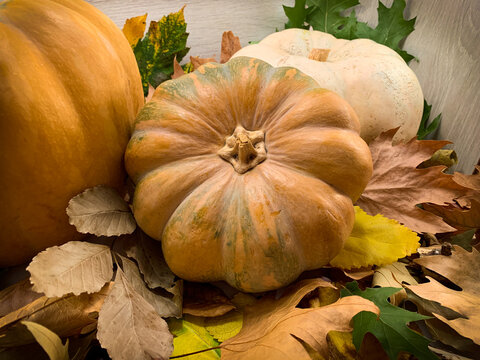 Autumn composition of pumpkins and yellow, brown and green dry leaves. Stock photo of pumpkins