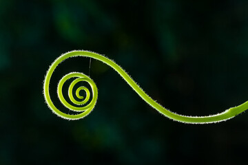 Close up of spiral green leaf - obrazy, fototapety, plakaty