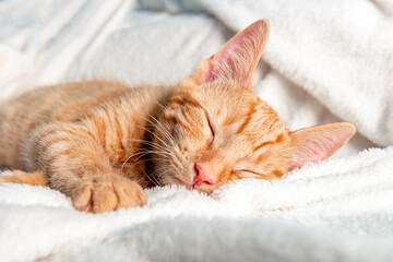 Cute little ginger kitten sleeps on its back on white soft blanket