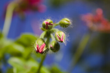 Botão de flor desabrochando com fundo do céu azul