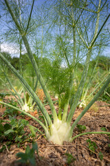 Organic Fennel (Foeniculum vulgare) growing outdoors in the summer sun.