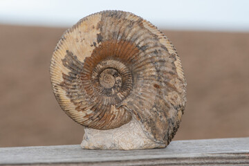 Close up of an ammonite fossil on the beach
